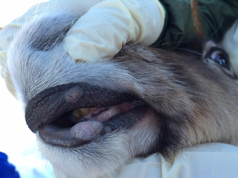 Bildene viser hvordan reinen kan få råtne tenner og munnskurv som følge av fôring under uhygienske forhold. 